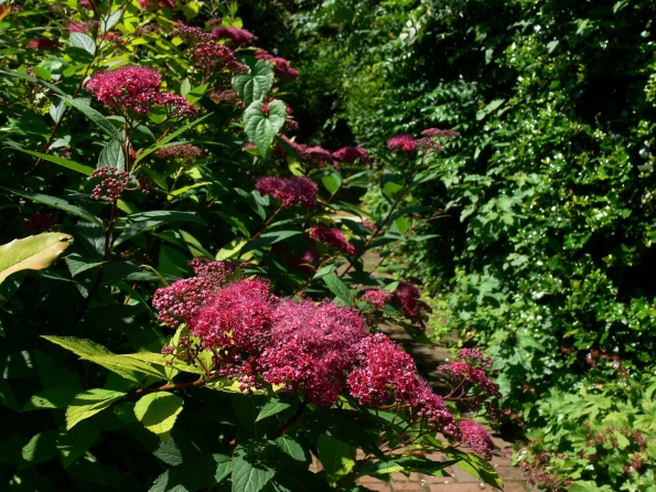 Bois des Moutiers (103) Juin 2012